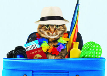 Hotels have an anti-cat bias