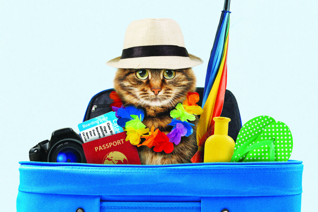 Hotels have an anti-cat bias