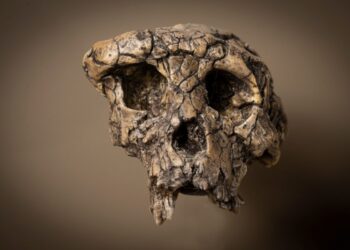 When did humanity take its first step? Scientists say they now know.