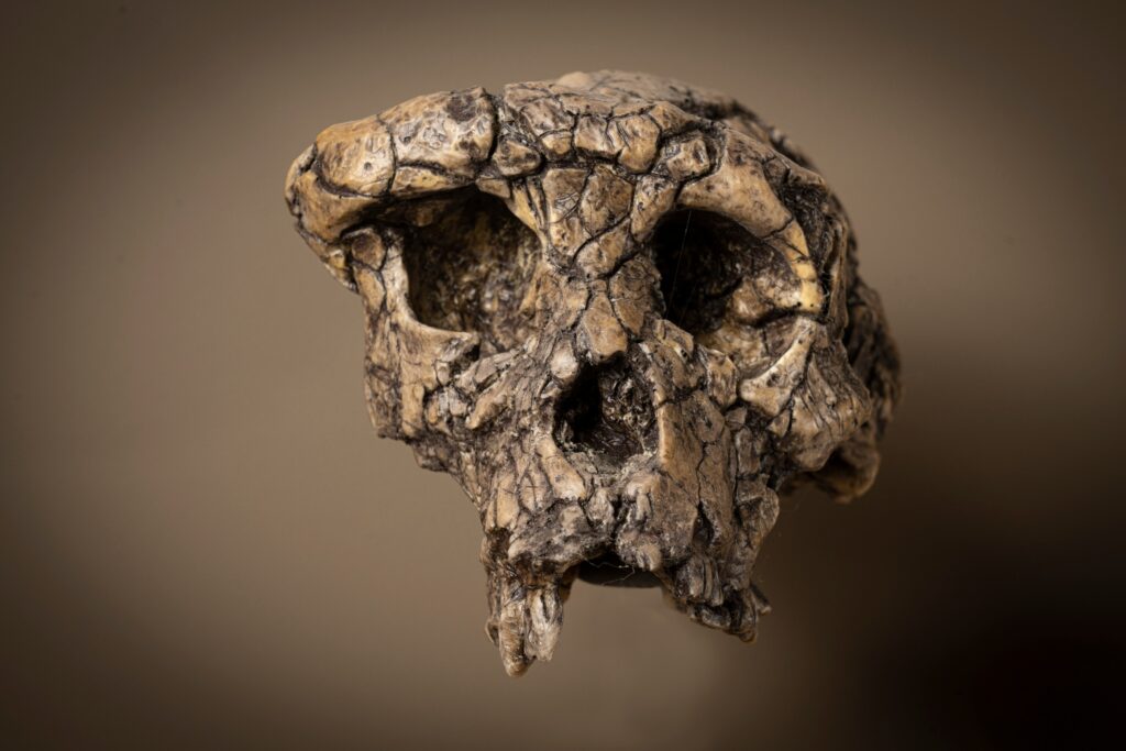 When did humanity take its first step? Scientists say they now know.