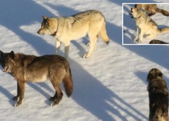 ‘Rising star’ female wolf from Yellowstone’s most famous pack is apparently taken out by poacher