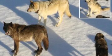 ‘Rising star’ female wolf from Yellowstone’s most famous pack is apparently taken out by poacher