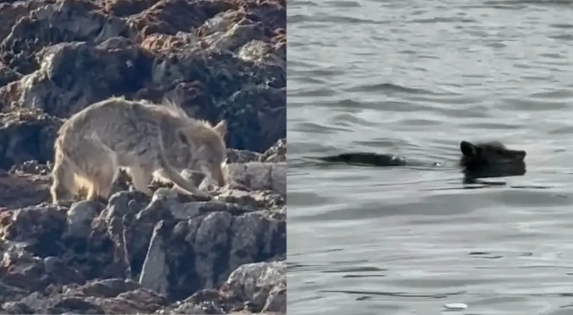 Coyote Spotted Swimming to Alcatraz Island for the First Time