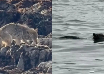 Coyote Spotted Swimming to Alcatraz Island for the First Time