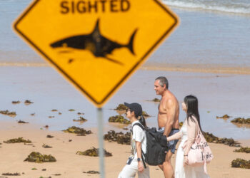 Australia ramps up drone patrols after string of shark attacks