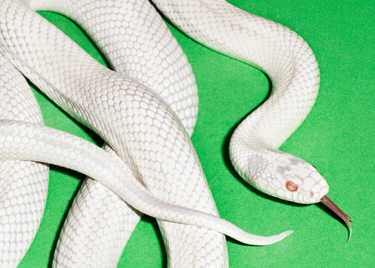 Designer Frank Maddocks Draws a Portal into Deftones’ Hidden World