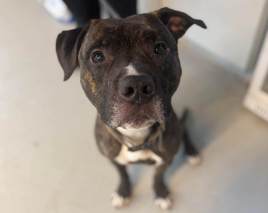 Video shows dog outsmarting lock on shelter door to escape and run home