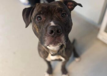 Video shows dog outsmarting lock on shelter door to escape and run home