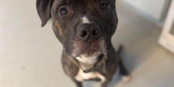 Video shows dog outsmarting lock on shelter door to escape and run home