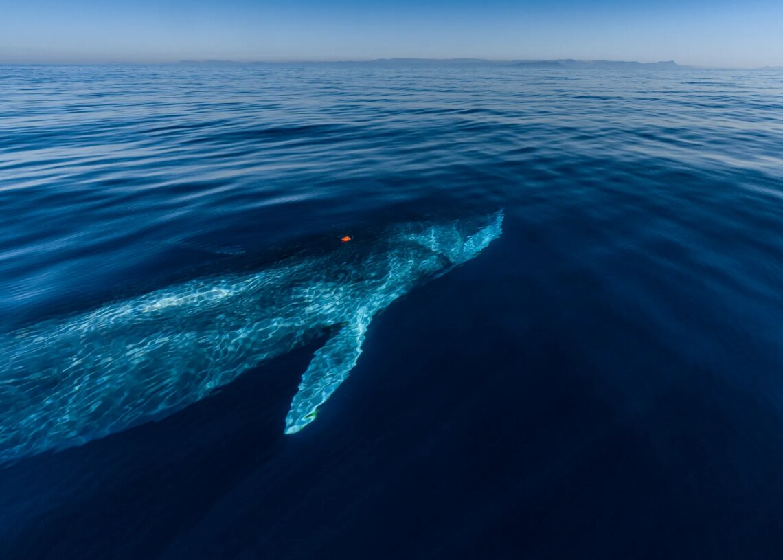 Dead Whale Found on Container Ship in New Jersey Sparks Investigation