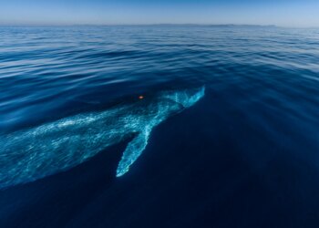 Dead Whale Found on Container Ship in New Jersey Sparks Investigation