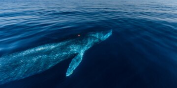 Dead Whale Found on Container Ship in New Jersey Sparks Investigation