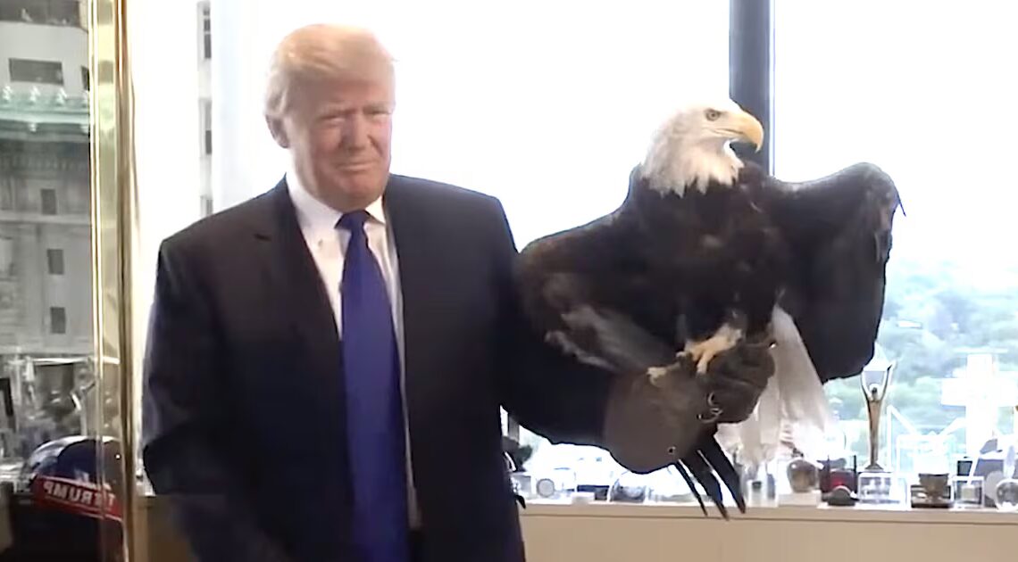 Trump, 79, Starts Bizarre Bald Eagle Crusade in Bid to Move on From Health Scrutiny
