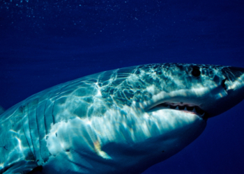 Everything We Know About the Massive Great White Shark Spotted Near Florida