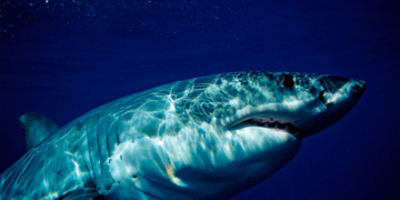 Everything We Know About the Massive Great White Shark Spotted Near Florida