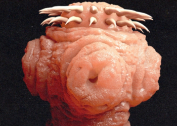 Everything We Know About the Strange New Species Discovered in the Great Salt Lake