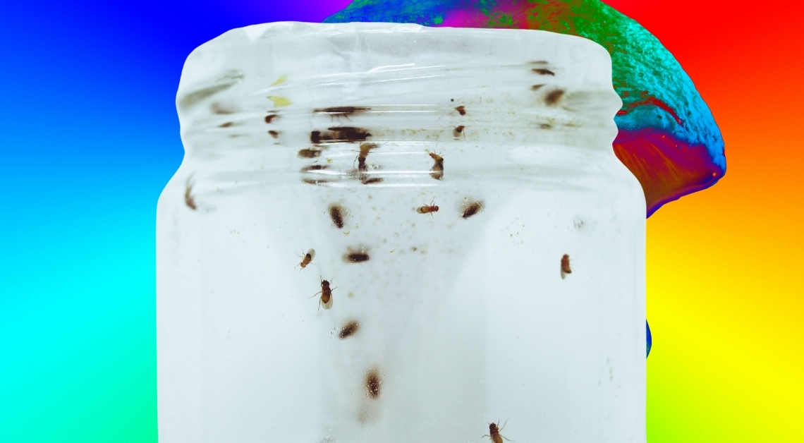 Scientists Gave Fruit Flies Magic Mushrooms. Here’s What Happened.