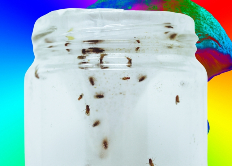 Scientists Gave Fruit Flies Magic Mushrooms. Here’s What Happened.