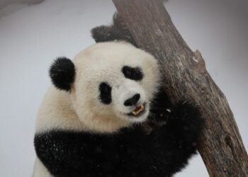 Video captures giant pandas playing in snow at the National Zoo