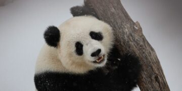 Video captures giant pandas playing in snow at the National Zoo