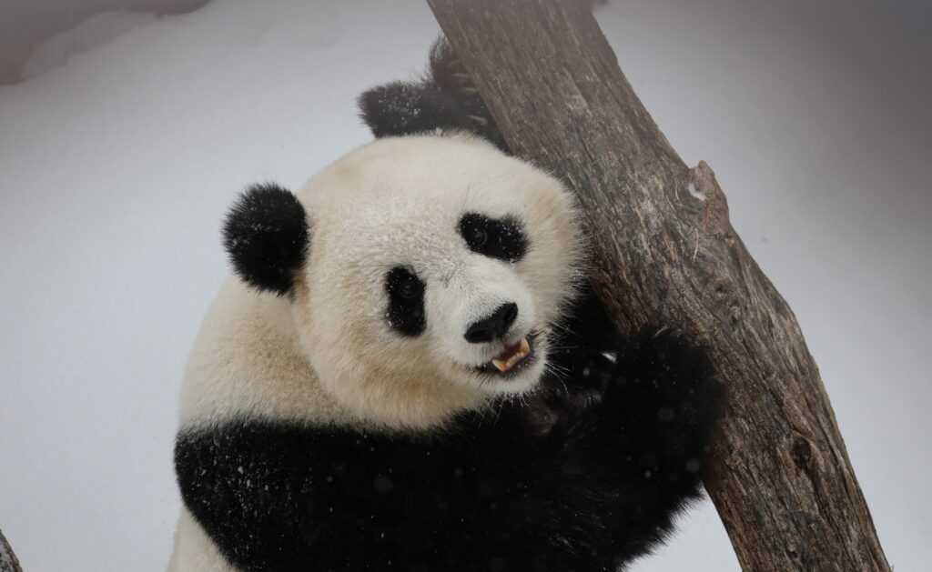 Video captures giant pandas playing in snow at the National Zoo