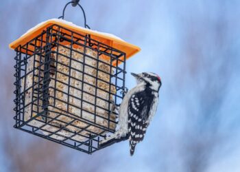 Winter Bird Feeding Tips for the Peak of Bird Watching Season (2026)