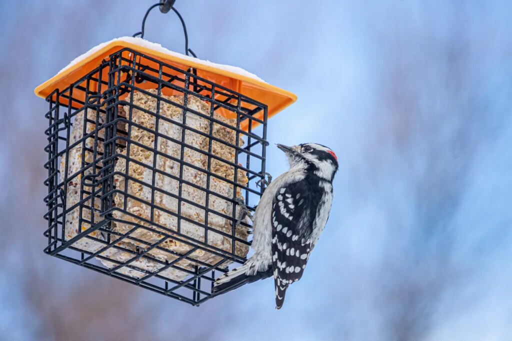 Winter Bird Feeding Tips for the Peak of Bird Watching Season (2026)