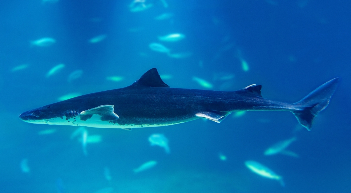 Why Scientists Are Rethinking What They Know About Greenland Sharks