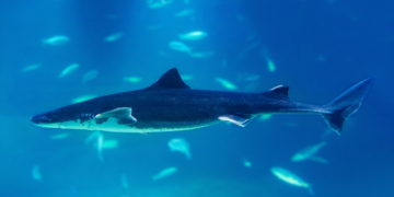 Why Scientists Are Rethinking What They Know About Greenland Sharks