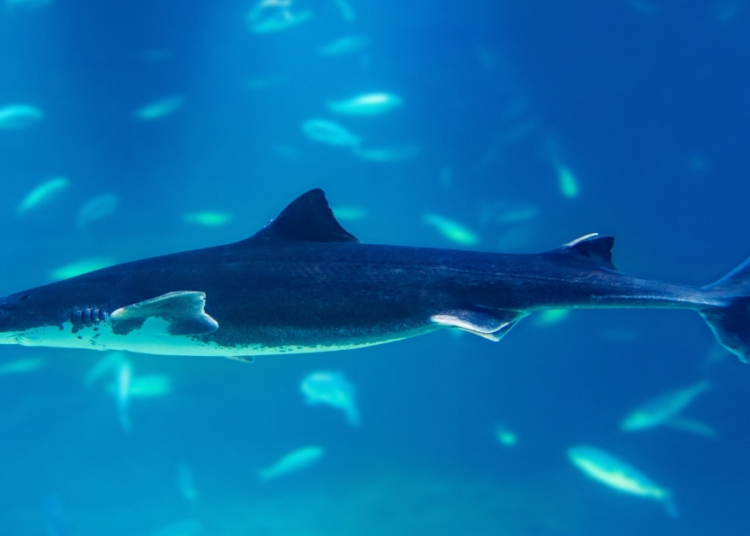 Why Scientists Are Rethinking What They Know About Greenland Sharks