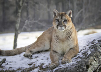Woman dies in suspected mountain lion attack in Colorado, the first since 1999