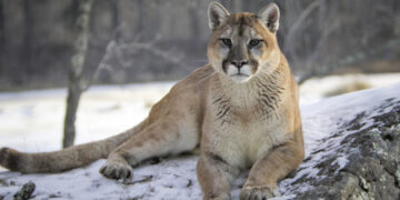 Woman dies in suspected mountain lion attack in Colorado, the first since 1999