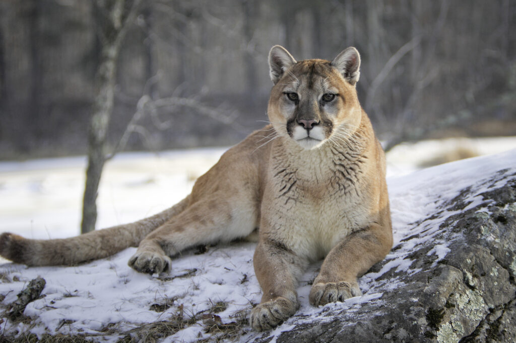 Woman dies in suspected mountain lion attack in Colorado, the first since 1999