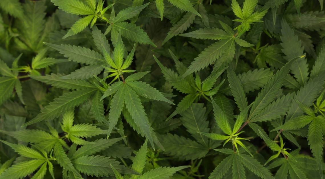 How Cannabis Makes THC, CBD, and CBC, Explained