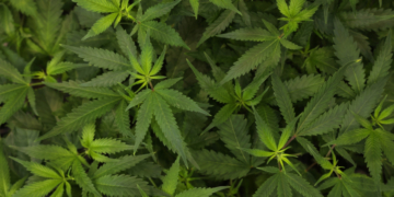 How Cannabis Makes THC, CBD, and CBC, Explained