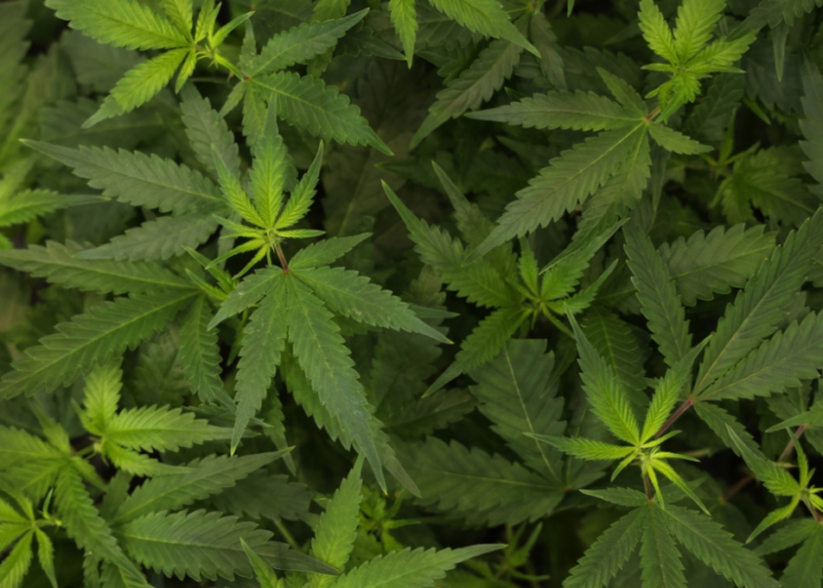 How Cannabis Makes THC, CBD, and CBC, Explained