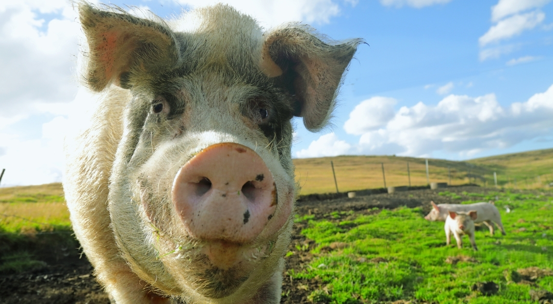 How Fear of ‘Humanized’ Pigs Stalled One of Medicine’s Boldest Ideas