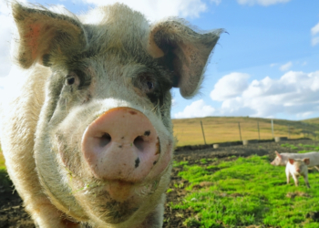 How Fear of ‘Humanized’ Pigs Stalled One of Medicine’s Boldest Ideas