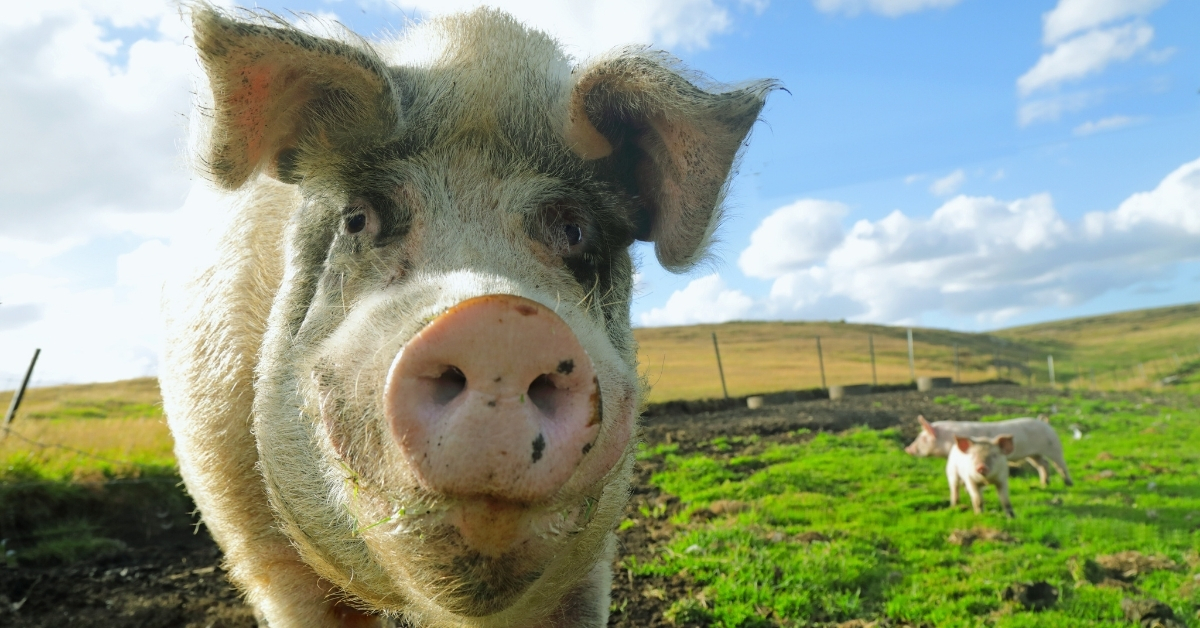 How Fear of ‘Humanized’ Pigs Stalled One of Medicine’s Boldest Ideas