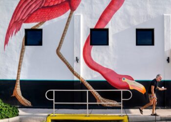 Flamingo fans fight to unseat the mockingbird as Florida’s state bird