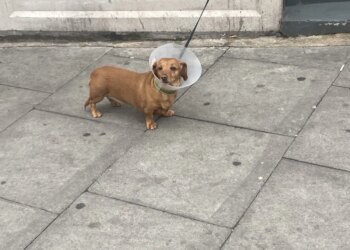 Diary of a Hitman: Winter 2025