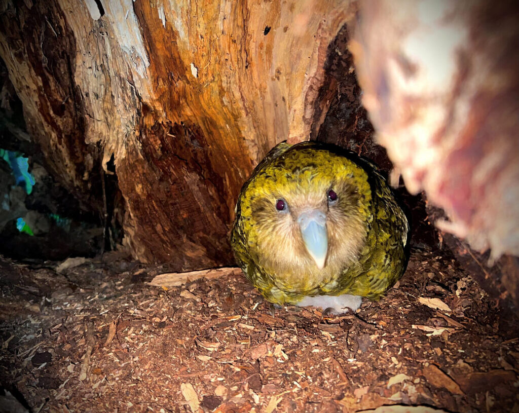 Why the world’s fattest parrots now feel frisky enough to save their species