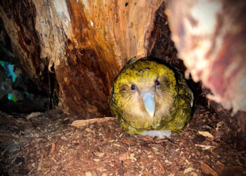 Why the world’s fattest parrots now feel frisky enough to save their species