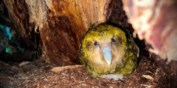 Why the world’s fattest parrots now feel frisky enough to save their species