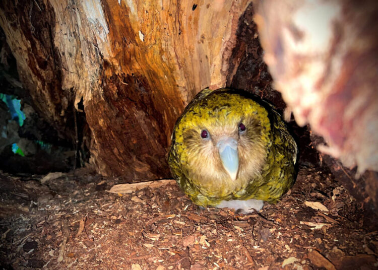 Why the world’s fattest parrots now feel frisky enough to save their species