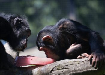 The evolutionary upside of same-sex sex among primates