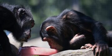 The evolutionary upside of same-sex sex among primates