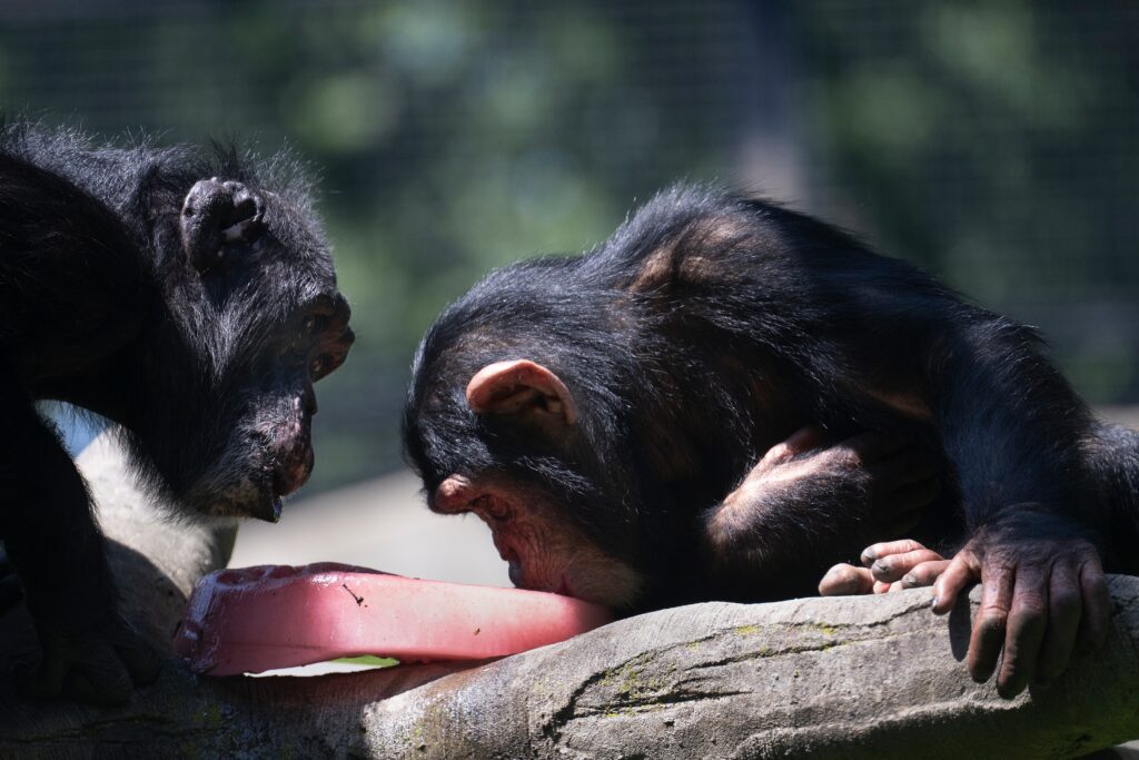 The evolutionary upside of same-sex sex among primates