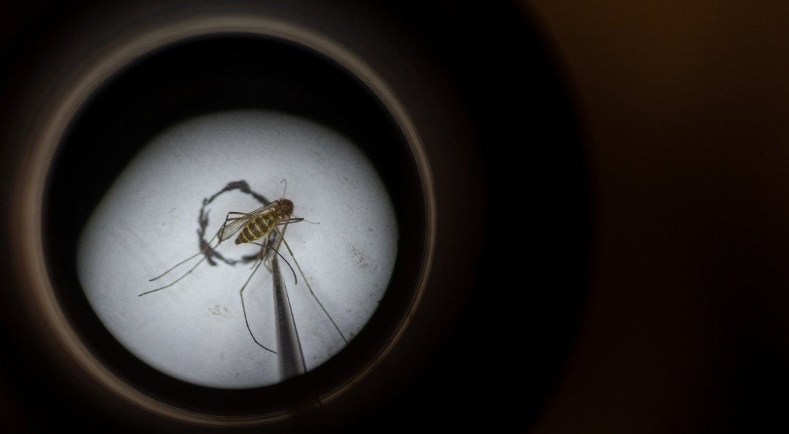 It Turns Out Mosquitoes Really Do Archive Animal DNA, Just Like ‘Jurassic Park’