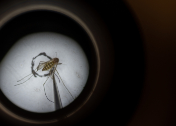 It Turns Out Mosquitoes Really Do Archive Animal DNA, Just Like ‘Jurassic Park’